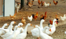 吃瓜鹅爆料视频完整版,揭秘娱乐圈惊人内幕